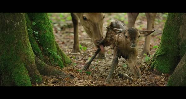 bande-annonce Bambi, l'histoire d'une vie dans les bois