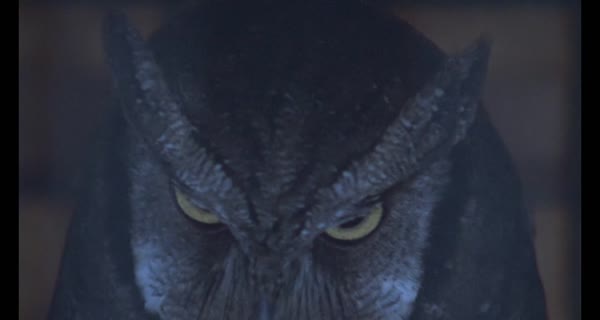 bande-annonce Il fait nuit en Amérique